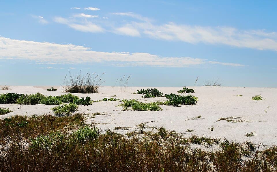 Natural shoreline at Cayo Costa State Park