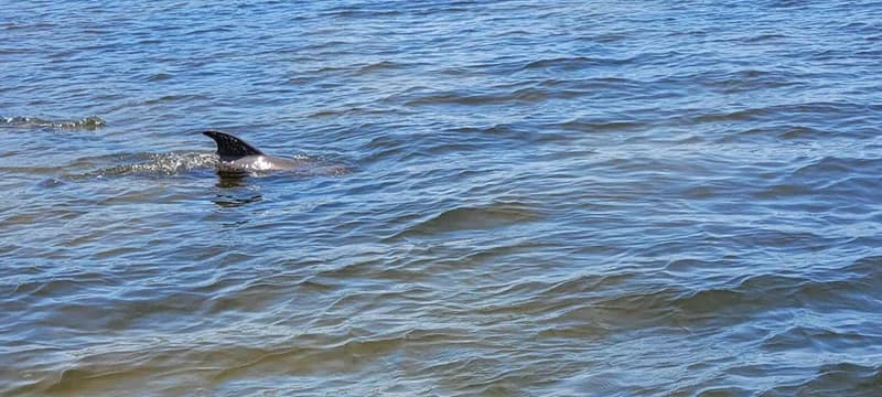 Dolphin Watching in Southwest Florida